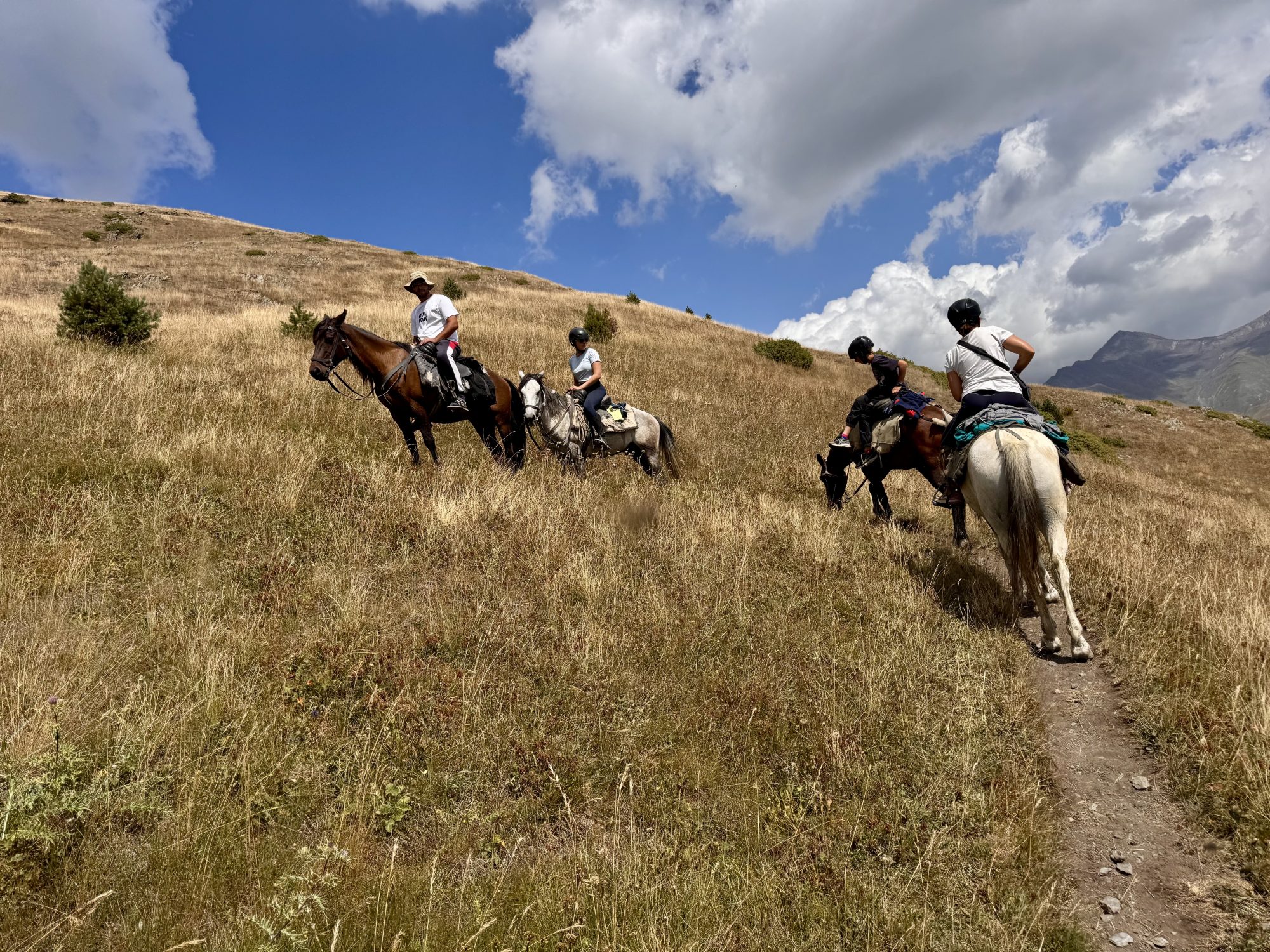 Chevaux en Touchetie