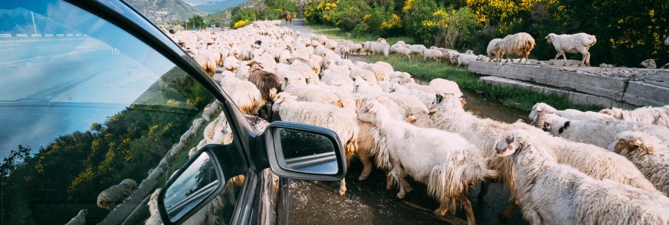 Troupeau de moutons blancs et laineux se déplaçant le long d'une route de campagne vu depuis une fenêtre de voiture