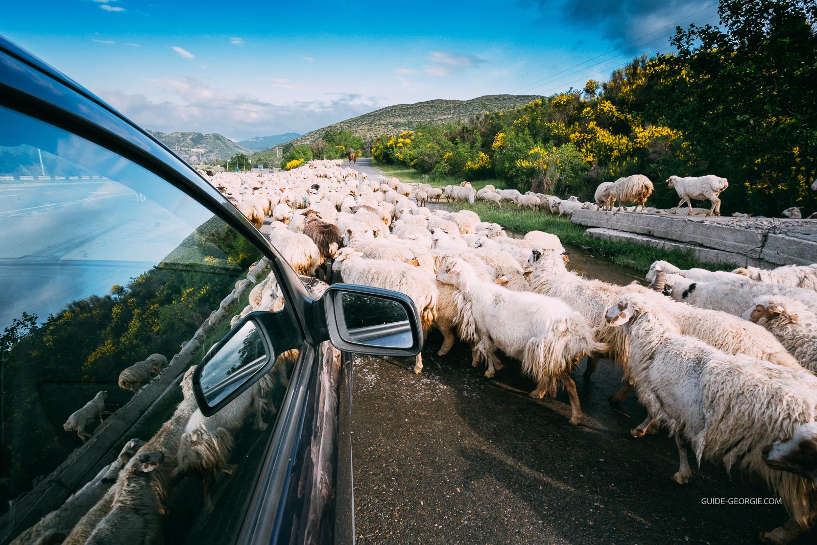 Troupeau de moutons blancs et laineux se déplaçant le long d'une route de campagne vu depuis une fenêtre de voiture