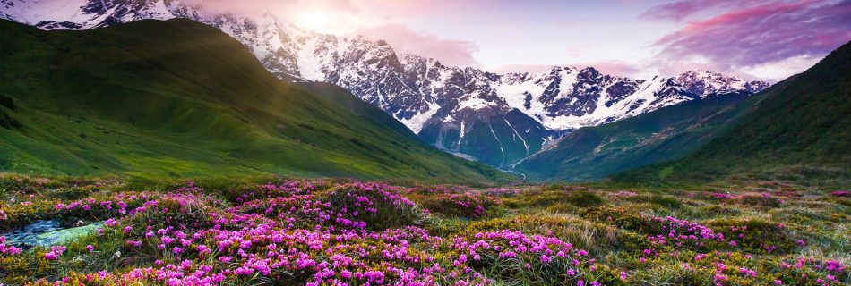 Rhododendron en fleurs au premier plan devant des montagnes du Caucase sous un ciel dramatique couvert au coucher du soleil